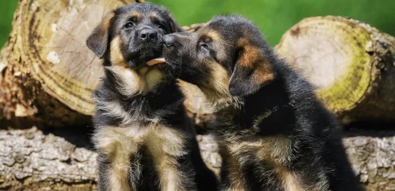 chiot berger allemand