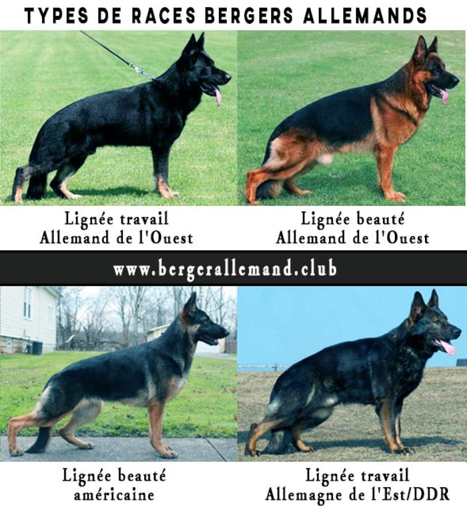 14 differences entre les bergers allemands et les grands danois
