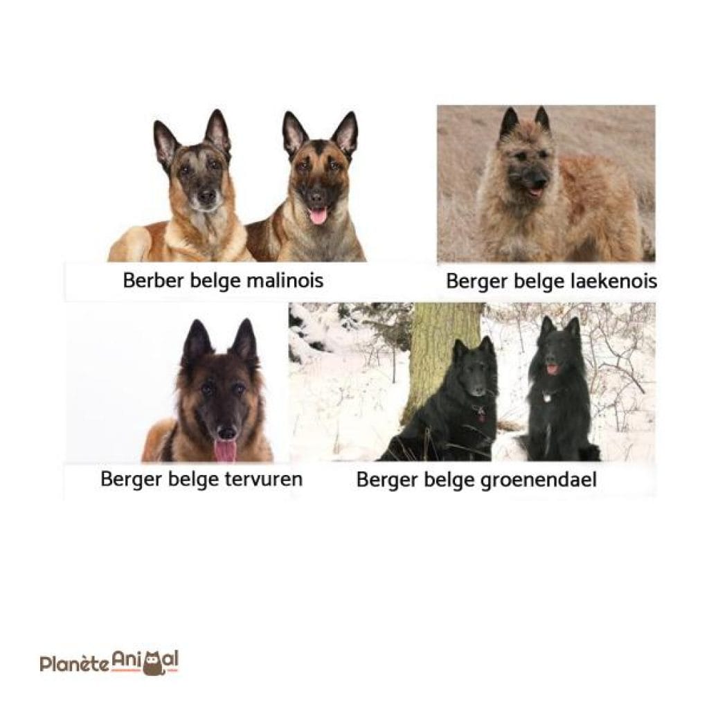 9 differences entre les loups et les bergers allemands 1