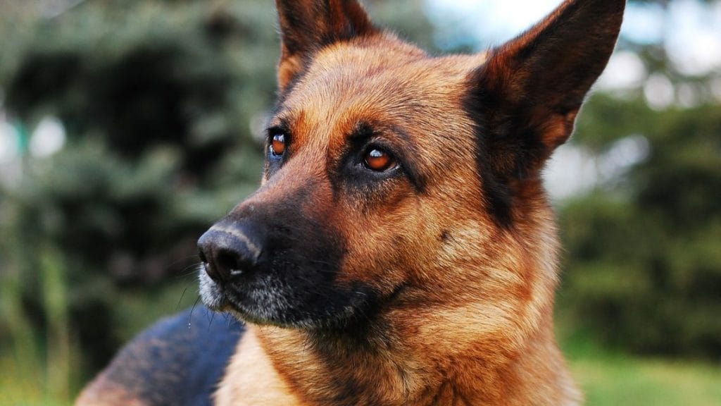 berger allemand contre labrador le gardien contre le loyal labrador