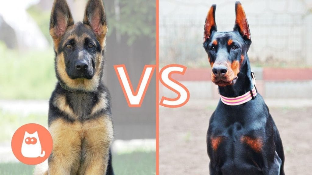 berger allemand ou doberman pinscher quel est le meilleur chien