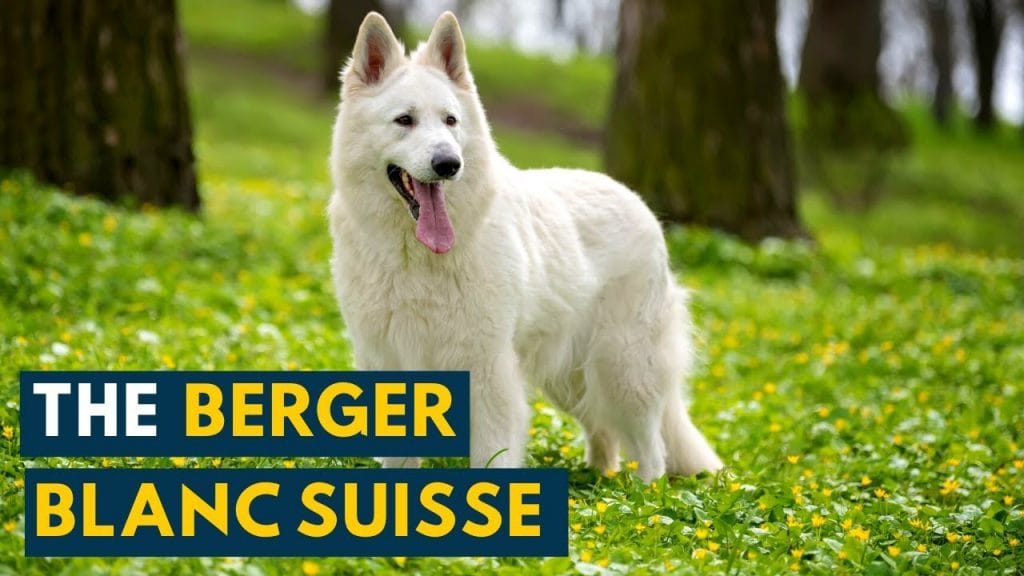 berger blanc suisse rencontrez le magnifique berger blanc suisse