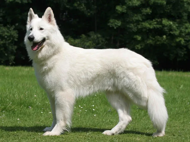 berger blanc suisse