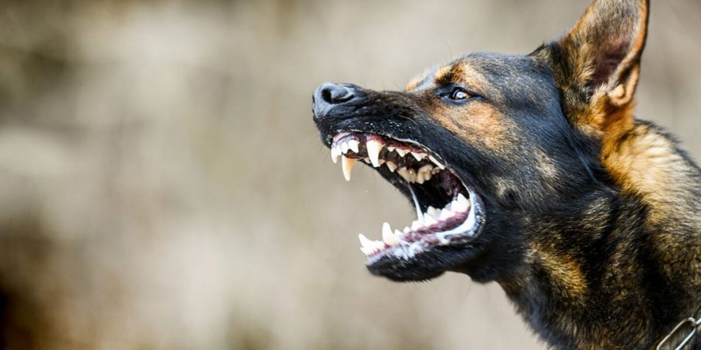bergers allemands et pitbulls