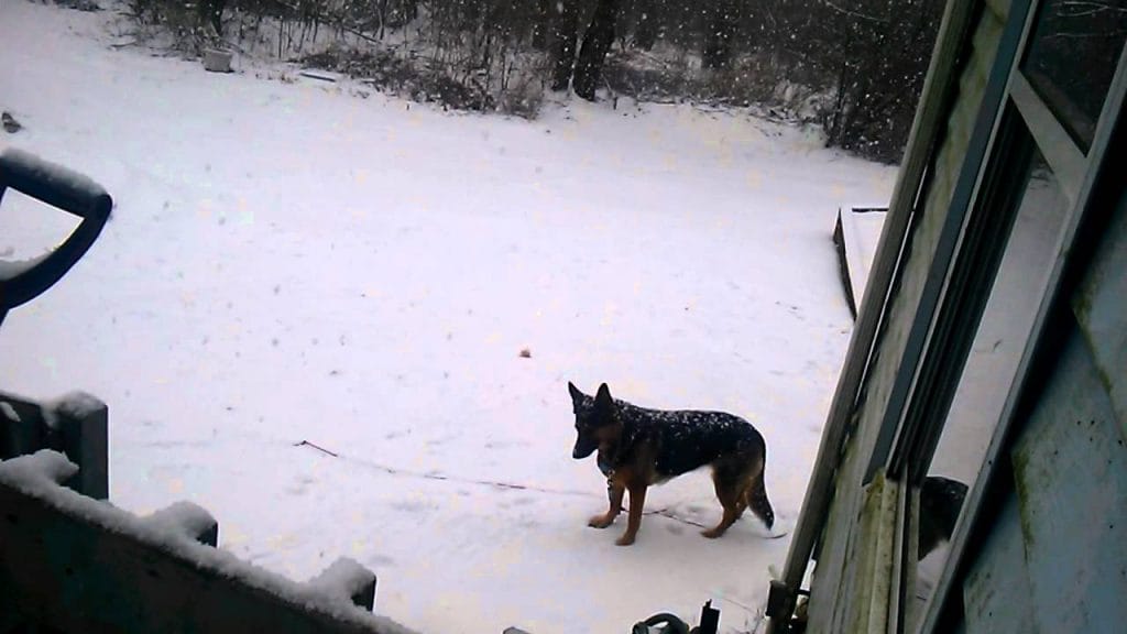 comment qualifier letonnante tolerance au froid des chiens de race berger allemand