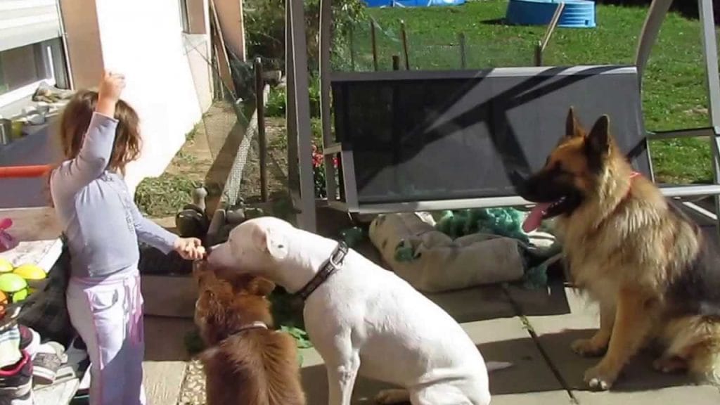 dog argentin vs berger allemand les differences