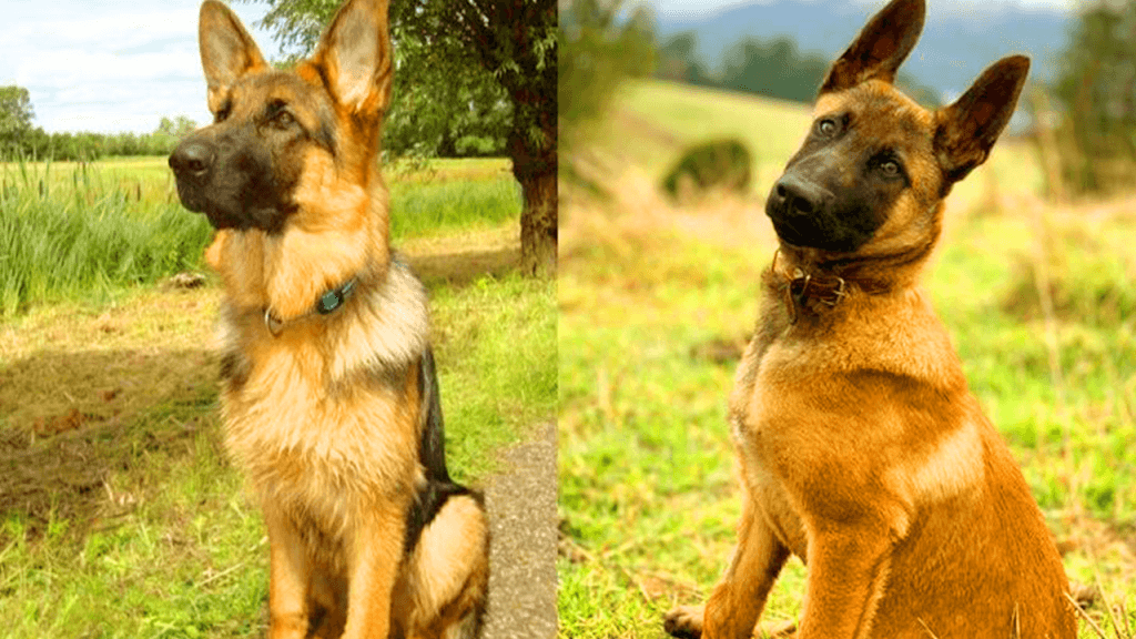 malinois belges et bergers allemands les principales differences