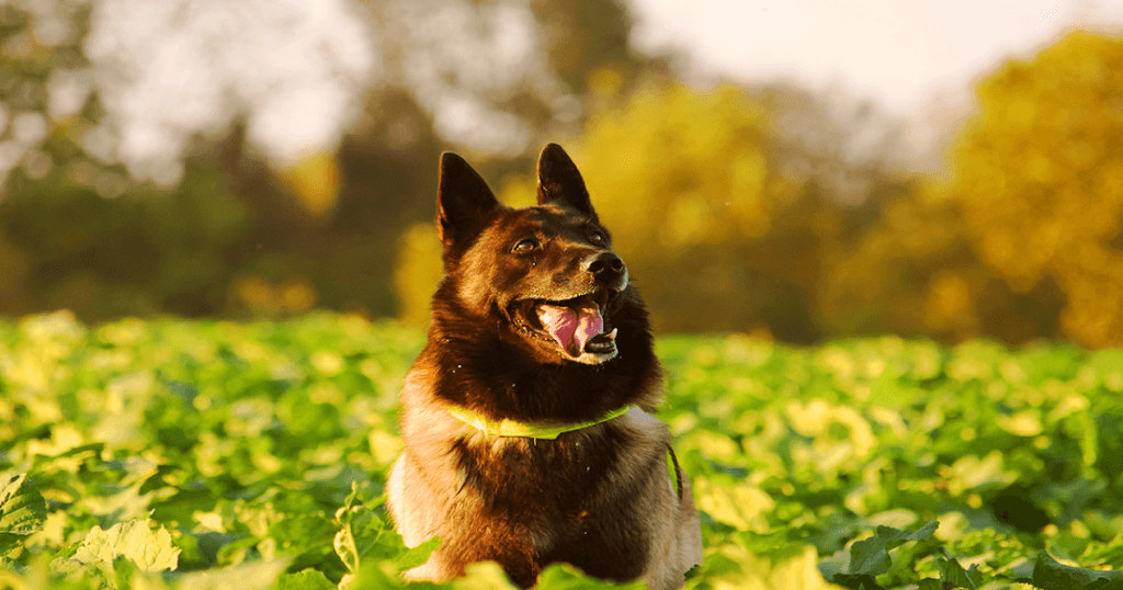 melange de loup et de malinois belge pourquoi les hybrides de loup ne sont pas une bonne idee