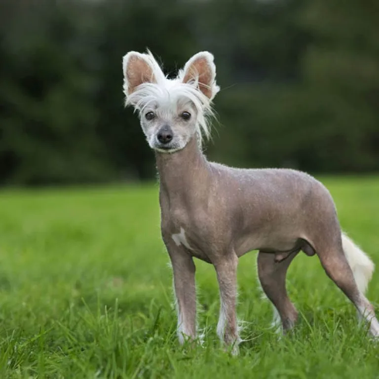 les races de chiens sans poil a connaitre