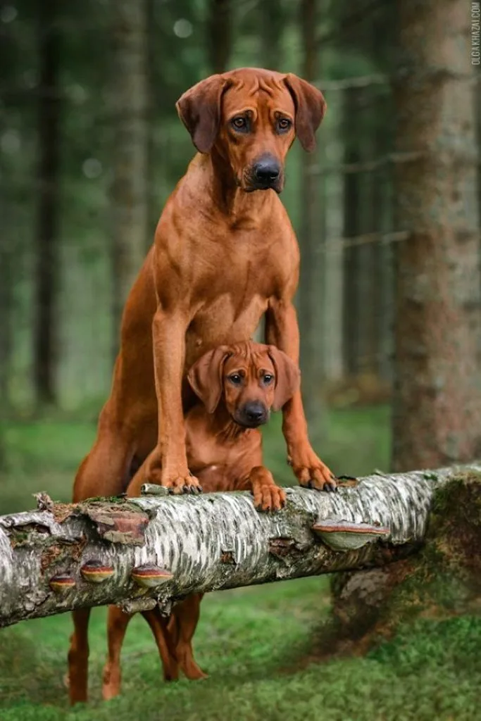 Rhodesian Ridgeback : le chien chasseur de lion | Monde Des ToutousRhodesian Ridgeback chien chasseur de lion