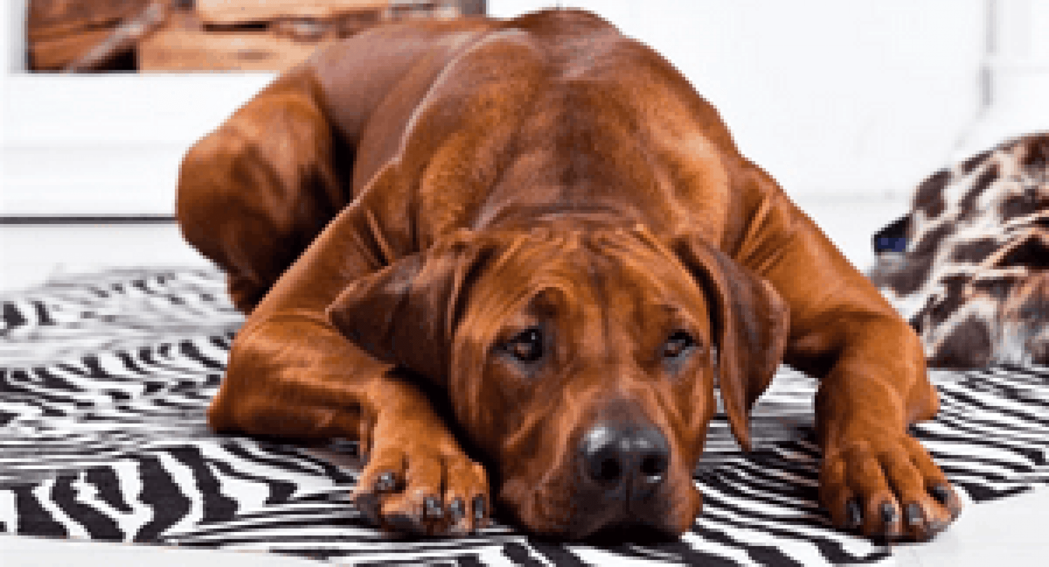 Le Rhodesian Ridgeback Rhodesian Ridgeback : Le chien chasseur de lion - Comportement Animal