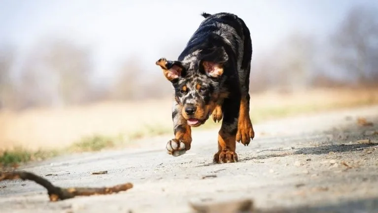beauceron arlequin race de chien