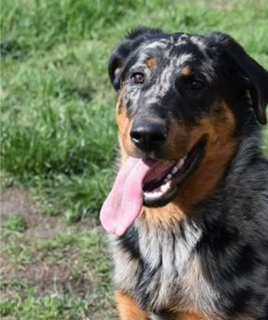 race chien beauceron arlequin