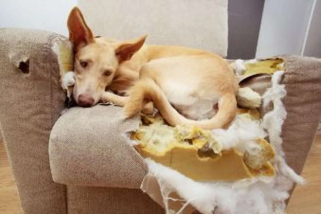 chien mord canape