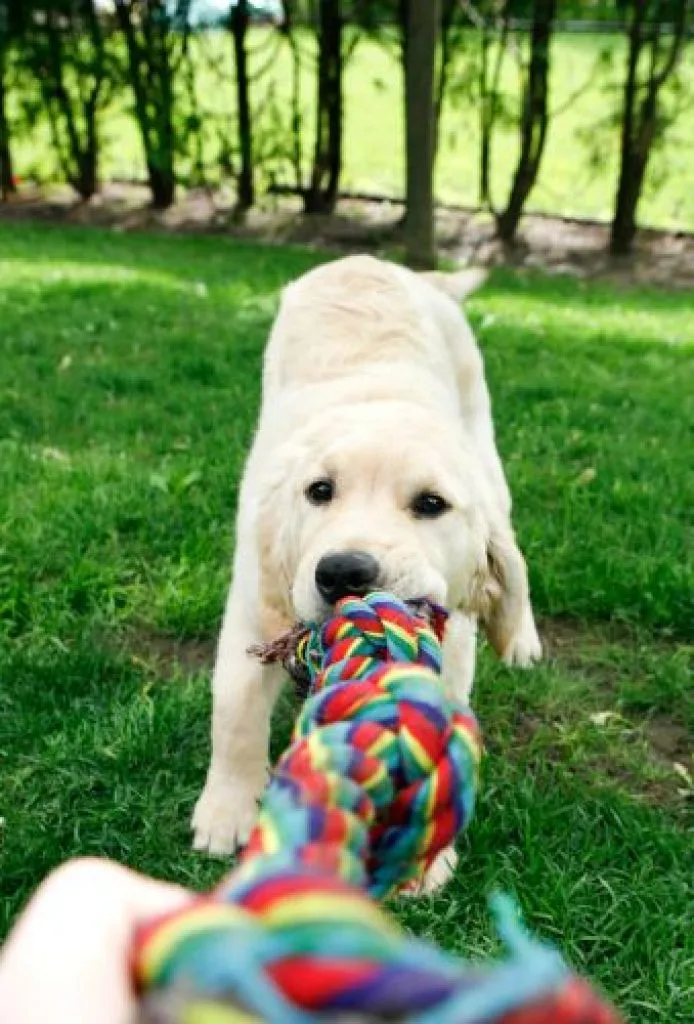 chiot mord jouet pour chien