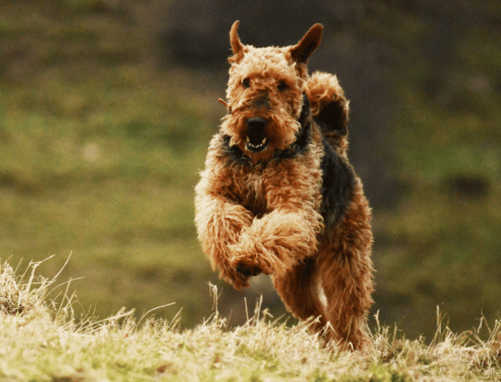 race de chien airedale terrier
