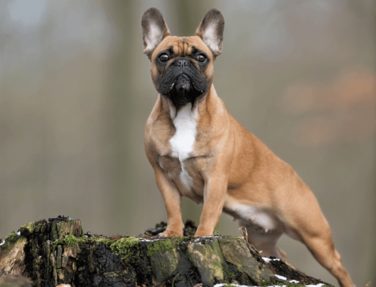 Sitemapcdatahttpsmaisdreferenzcommanteau Bouledogue Francais