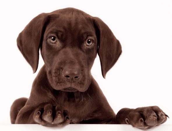 chiot braque allemand