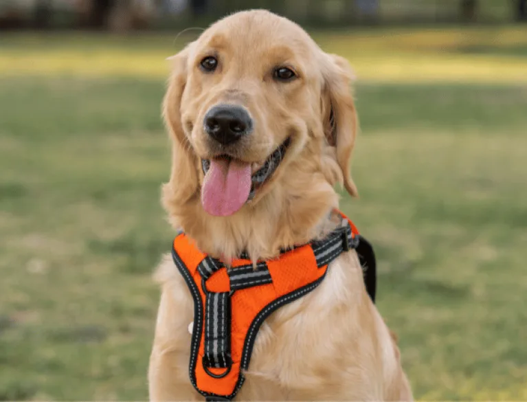 harnais anti traction chien