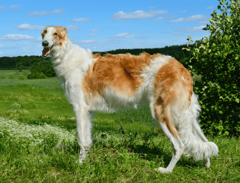 Le Lévrier Barzoï : Race de chien d'origine Russe