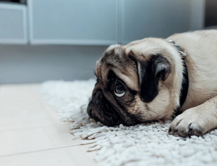comment punir son chien