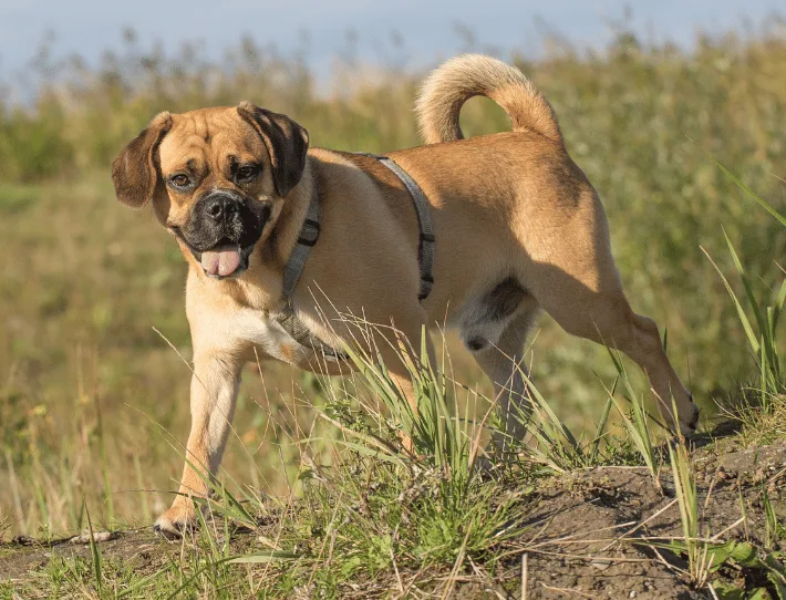 puggle race de chien