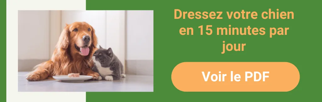 dressez votre chien en 15 minutes par jour