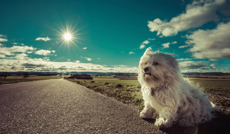 race de chien bichon havanais
