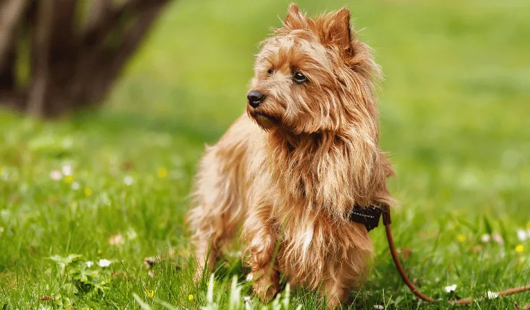 race de chien terrier australien
