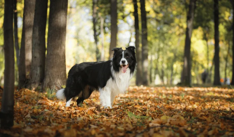 border collie