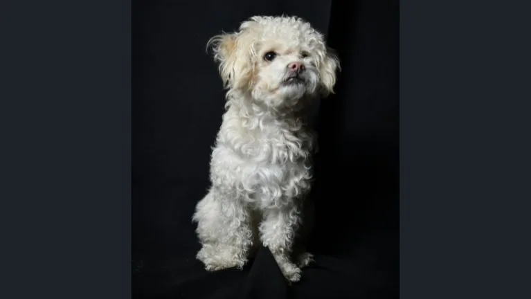 race de chien bichon bolonais