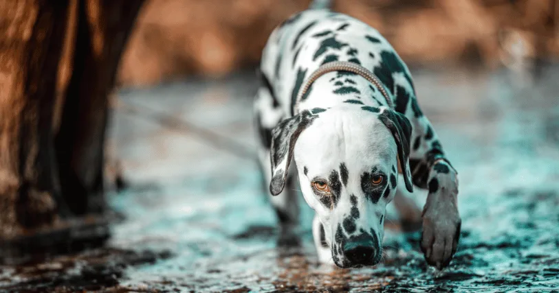 dalmatien race de chien