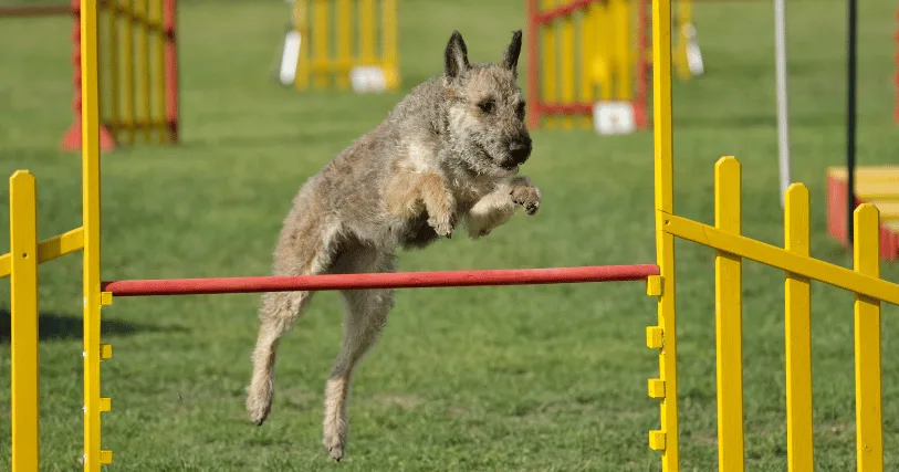 race de chien laekenois berger belge