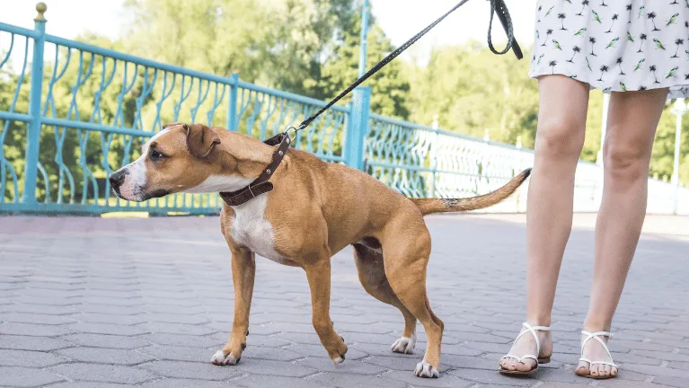 chien qui tire en laisse