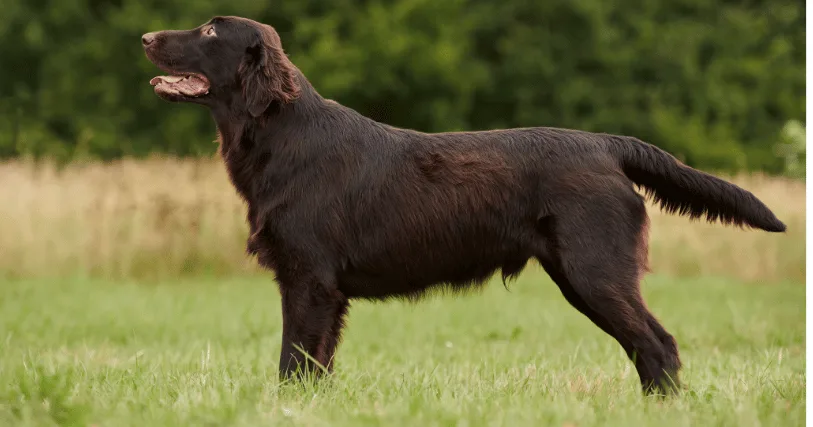 flat coated retriever