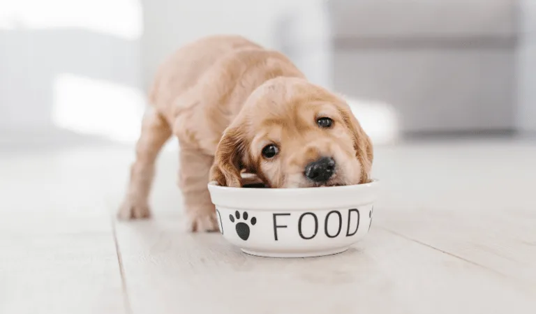 comment bien nourrir son chien