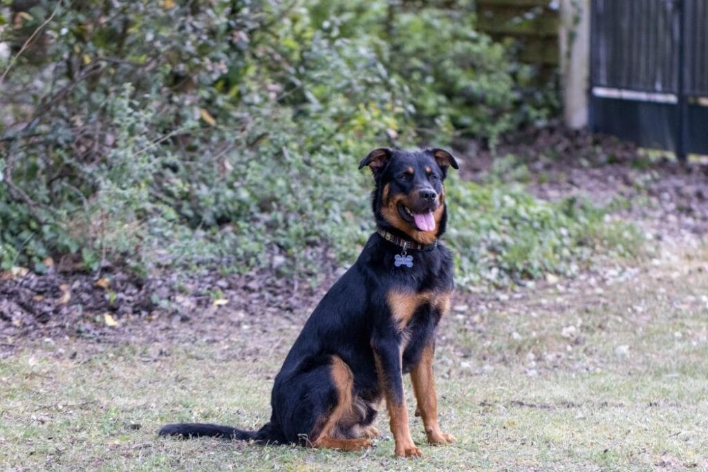 rottweiler croisé beauceron