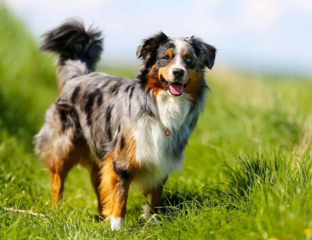 border aussie