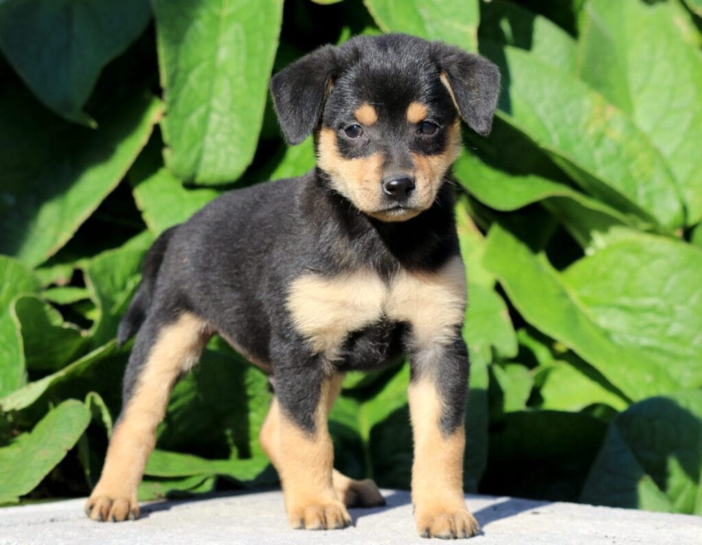 jack russell croisé pinscher