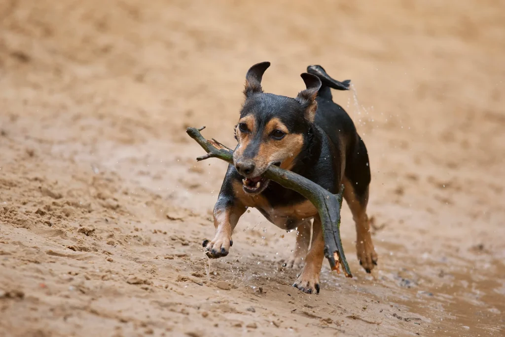 jack russell croisé teckel