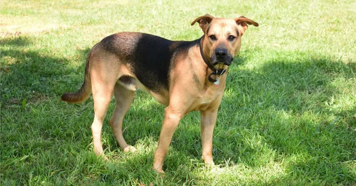 labrador croisé berger allemand