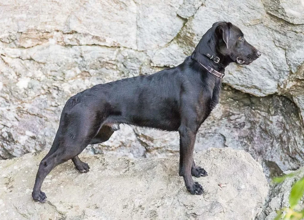 labrador croisé malinois