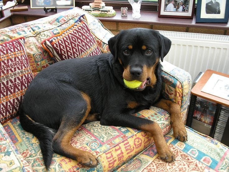 labrador rottweiler rottador