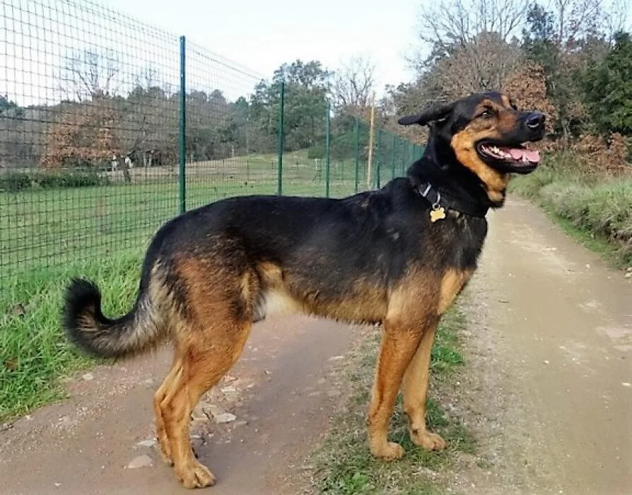 malinois croisé beauceron